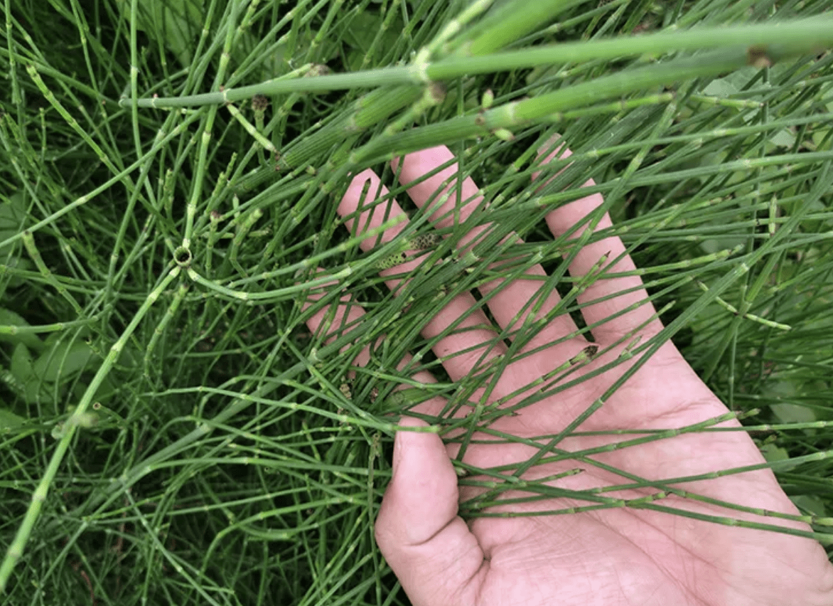 在农村田边,挖2种"野草"当盆栽,养1年价值高,成小盆景_种植_植物_土壤