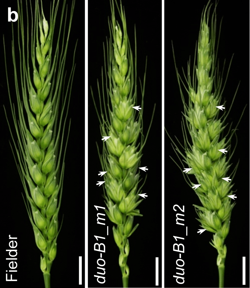 图 | 小麦品种 fielder (左)和 duo-b1 基因突变后(中,右)的小麦穗