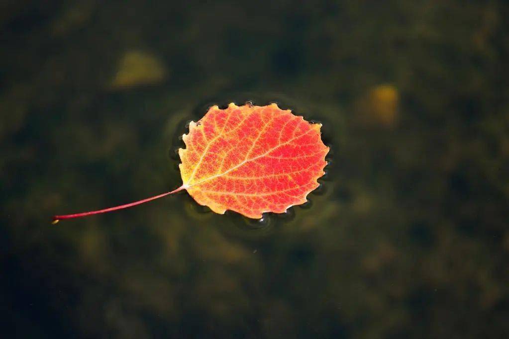 獨處,是一個人的清歡.獨處,是一種充實的滿足.