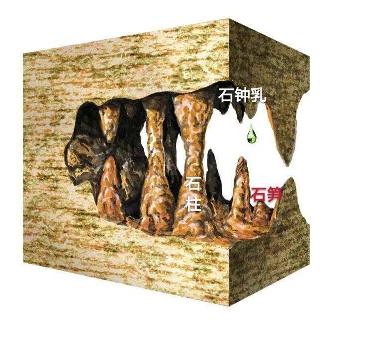 石笋,石柱和石钟乳示意图当水滴从石钟乳上跌落至洞底时,变成许多小