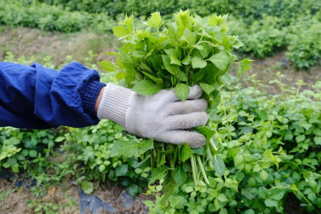 第二步称为"萎凋":需要将新鲜茶叶放在簸箕中,并置于阴凉通风处约12