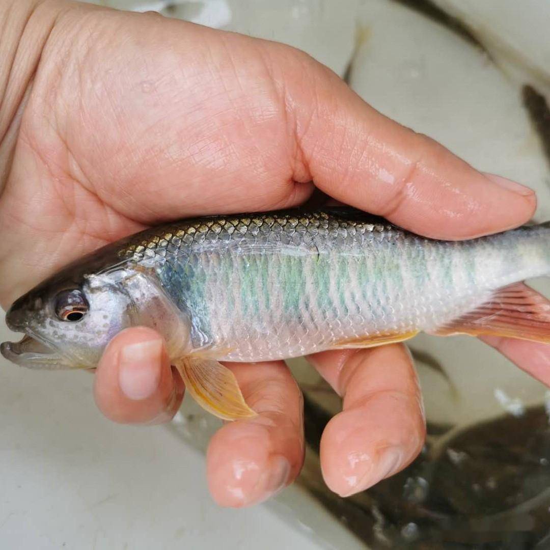 马口鱼是浙江省山区养殖的主要品种,丽水是溪流性鱼的传统养殖地区