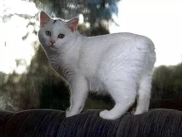 华元宠阅会_繁殖_manx_动物