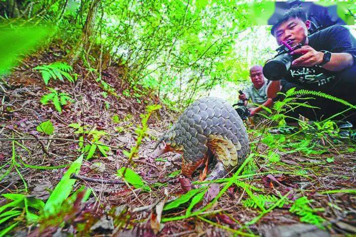 中华穿山甲"回家"了!丽水当好生物多样性守护者_小家伙_保护_救助