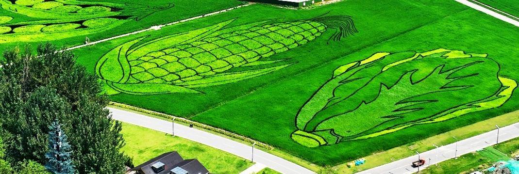 今秋来天府农博园 看全川最大规模稻田画