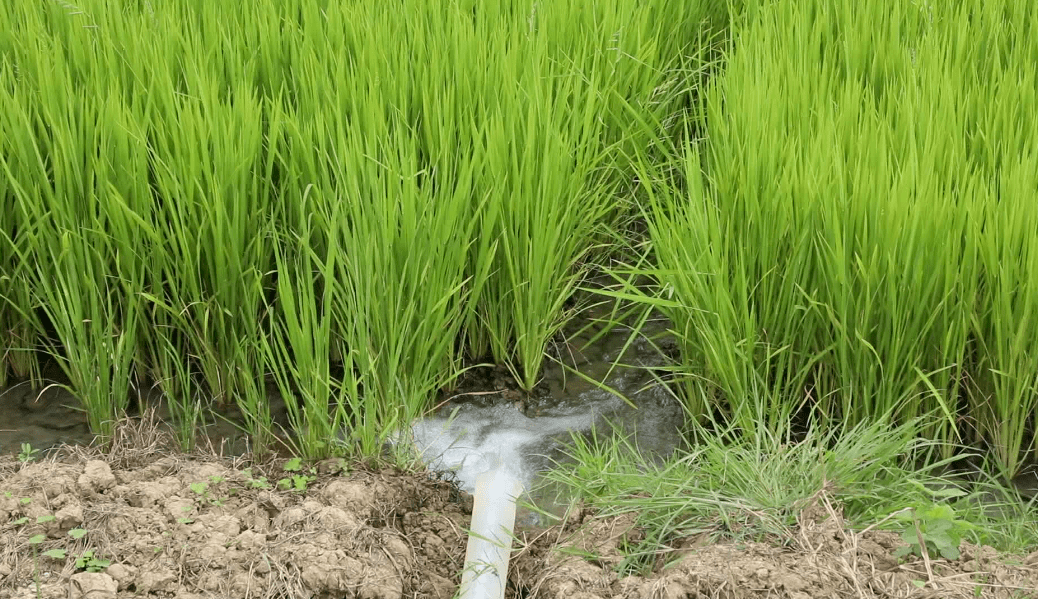 稻田灌溉图片图片