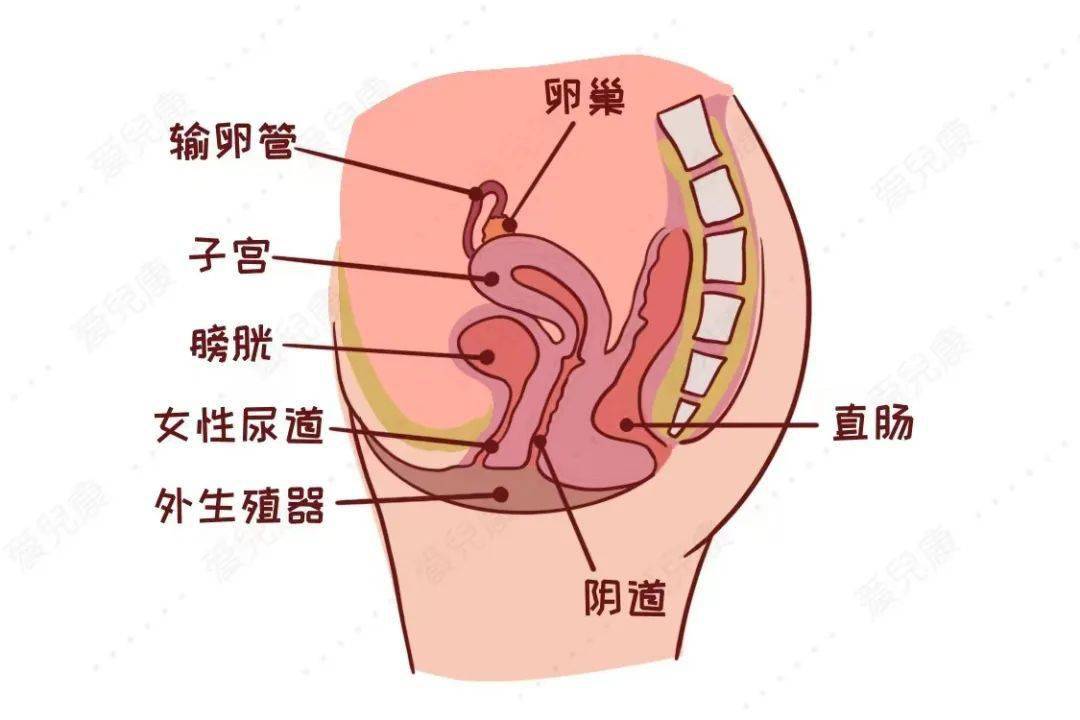 女性输尿管与子宫位置图片