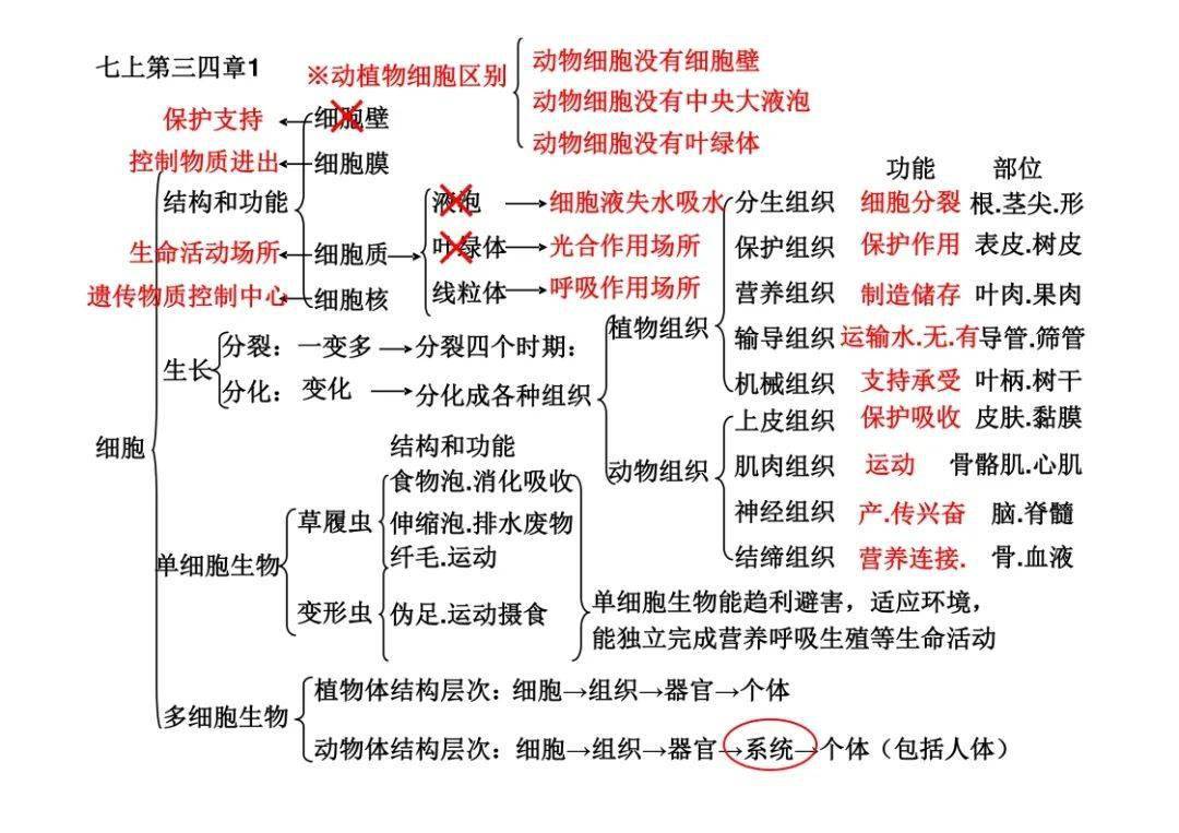 初中生物思维导图简单图片