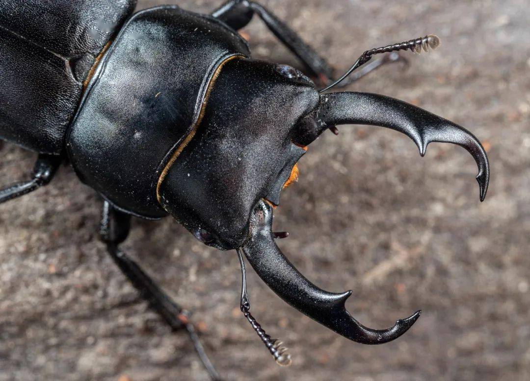 独立营|夏日昆虫记-甲虫营「增开8.21」_自然科学_孩子_课程