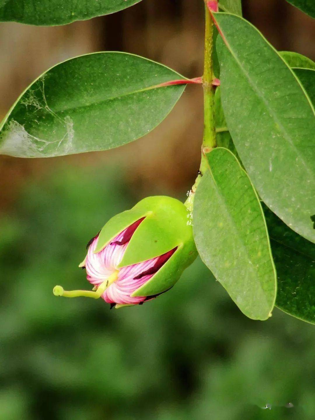 圖說19種常見紅樹植物_學名_葉樹_種子