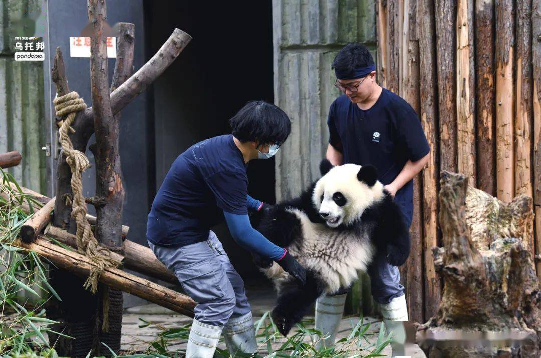 收貓行動即刻開始,飼養員全體出擊_視頻_微信_西瓜