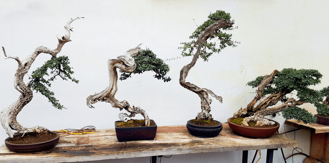 盆景造型千篇一律?这棵橄榄树玩出了新花样!