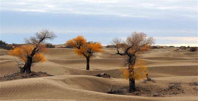 在沙漠中还有什么东西？要是移走所有的沙子，能够看见什么？