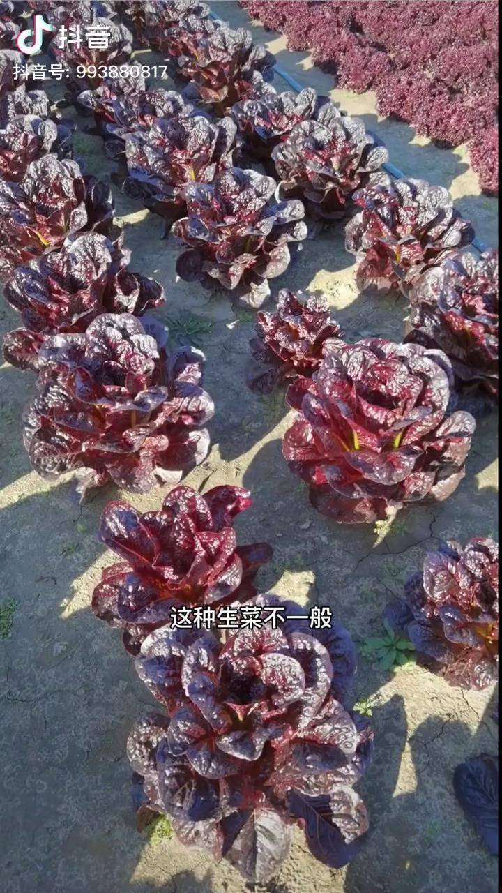 他就是紫罗马生菜,好看营养不招虫,生菜涮菜样样棒!