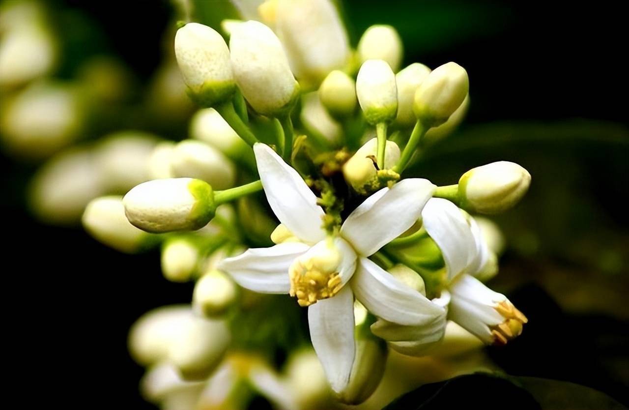 被公主偏爱,在欧洲宫廷掀起热潮的苦橙花究竟有何魅力?