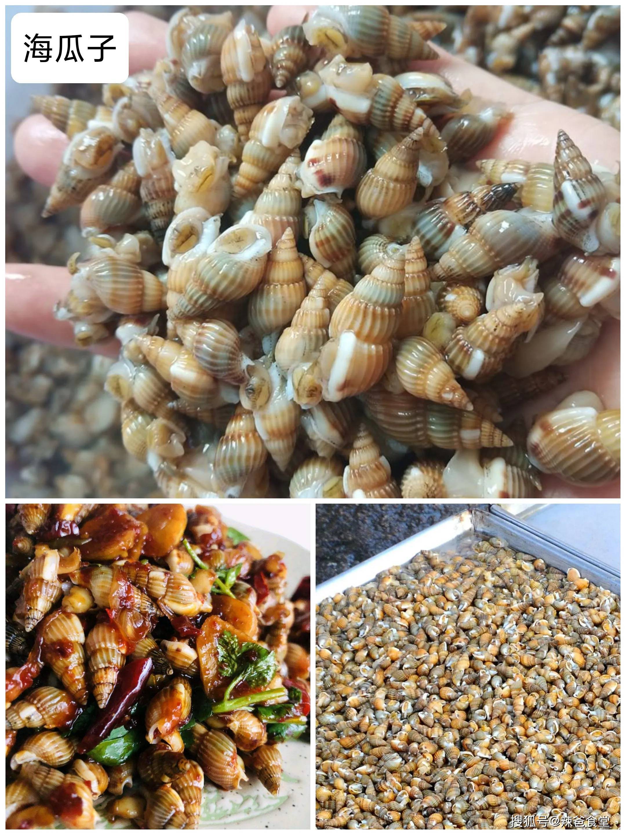 常见海螺的种类,海螺的种类名称,海边小海螺品种_大山谷图库