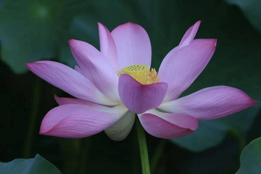 荷花图上新啦!快喊妈妈来换头像吧!_安妮_贡云生_刘晨