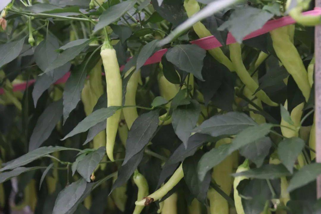 衢州爆炒螺蛳,衢州杠酱都离不开……_辣椒_果实_品种