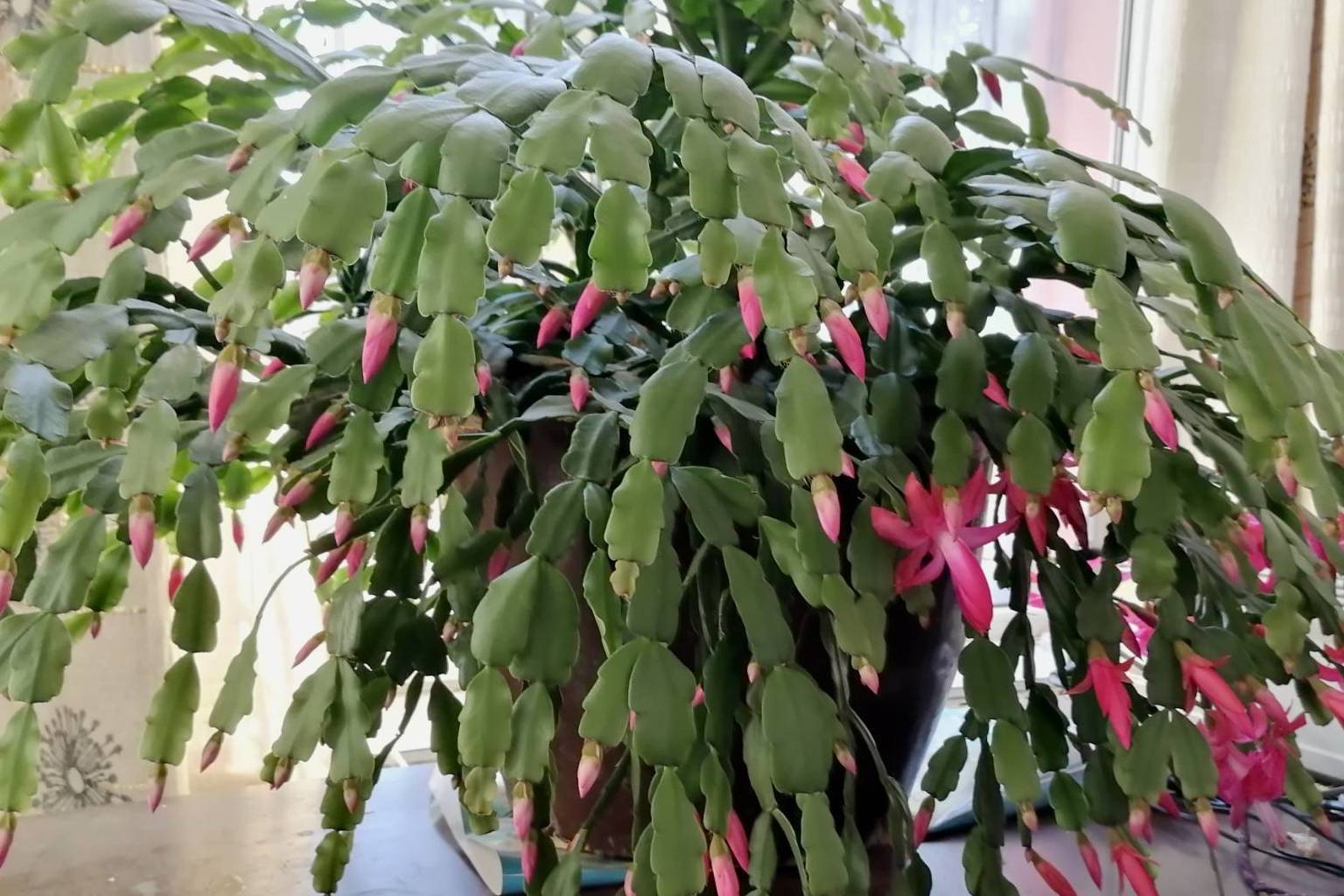 蟹爪兰喜"2种肥水",每隔30天"喂"1杯,叶片肥厚油亮,开花快_溶液_植物