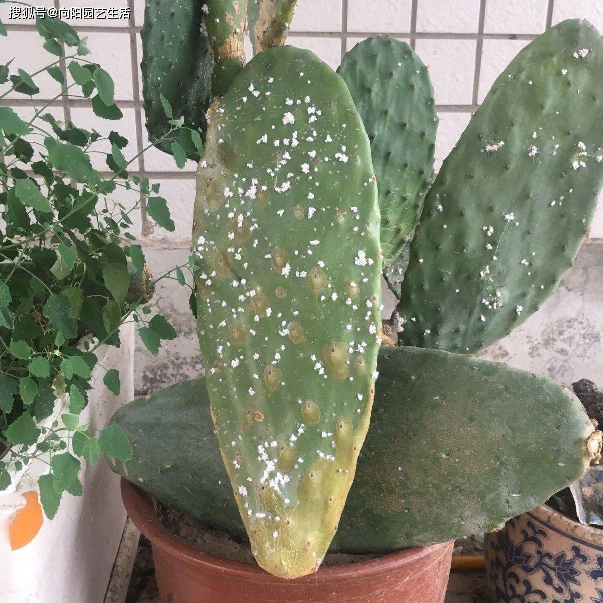 种仙人掌,培养"胭脂虫"?胭脂虫很值钱?还不如卖仙人掌!