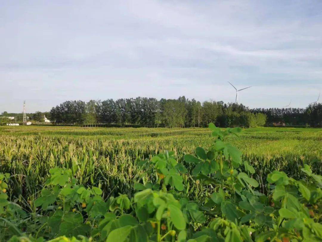 山水戴庄,生态福地一一邳州市戴庄镇初秋掠影 | 张可春 摄影_武原