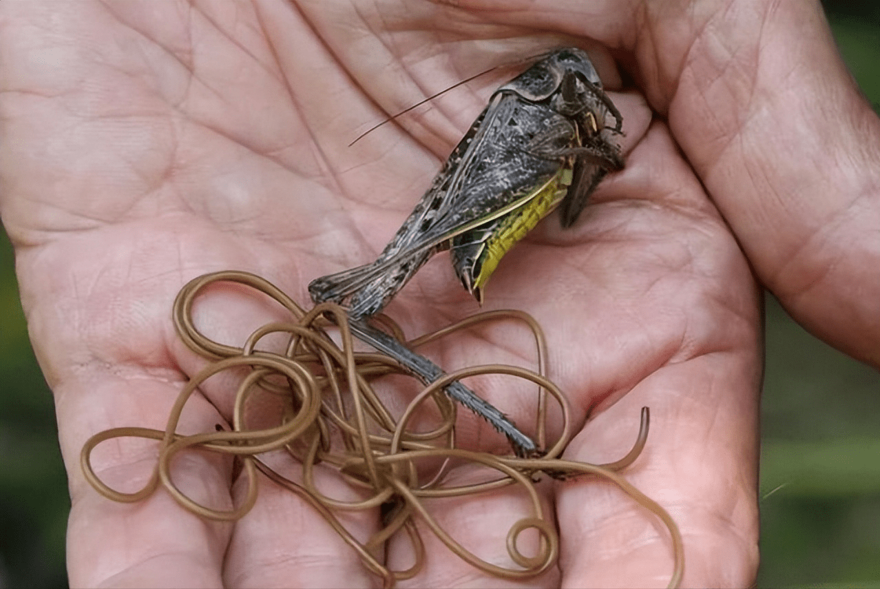 可以控制寄主跳水自杀_螳螂_寄生_我国