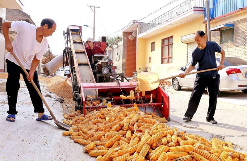 夏县:玉米大丰收_晋审_卫红辉_延科