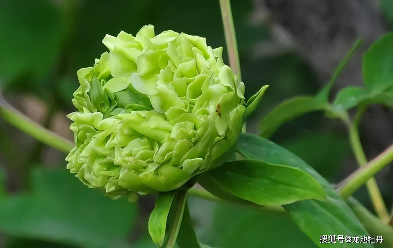 龙池牡丹|牡丹九大色系鉴赏指南-绿色系牡丹_绣球_香球_花初