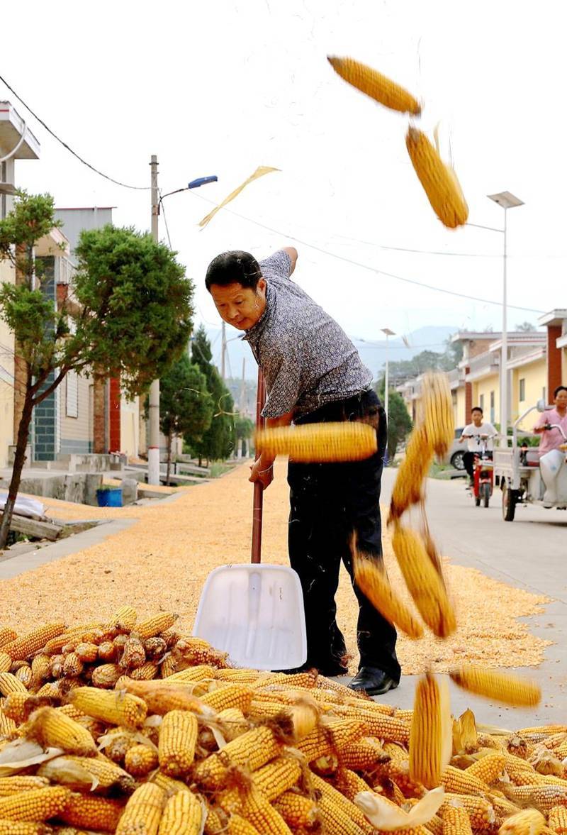 夏县:玉米大丰收_晋审_卫红辉_延科