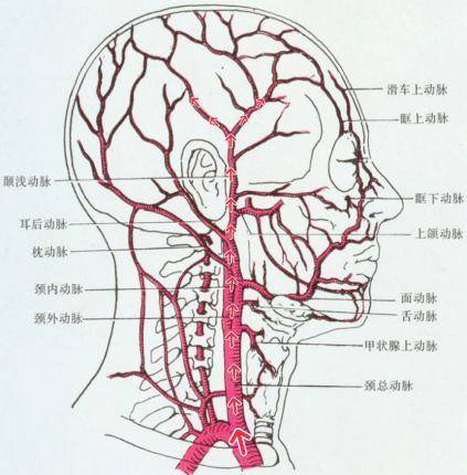 头皮干动脉图片