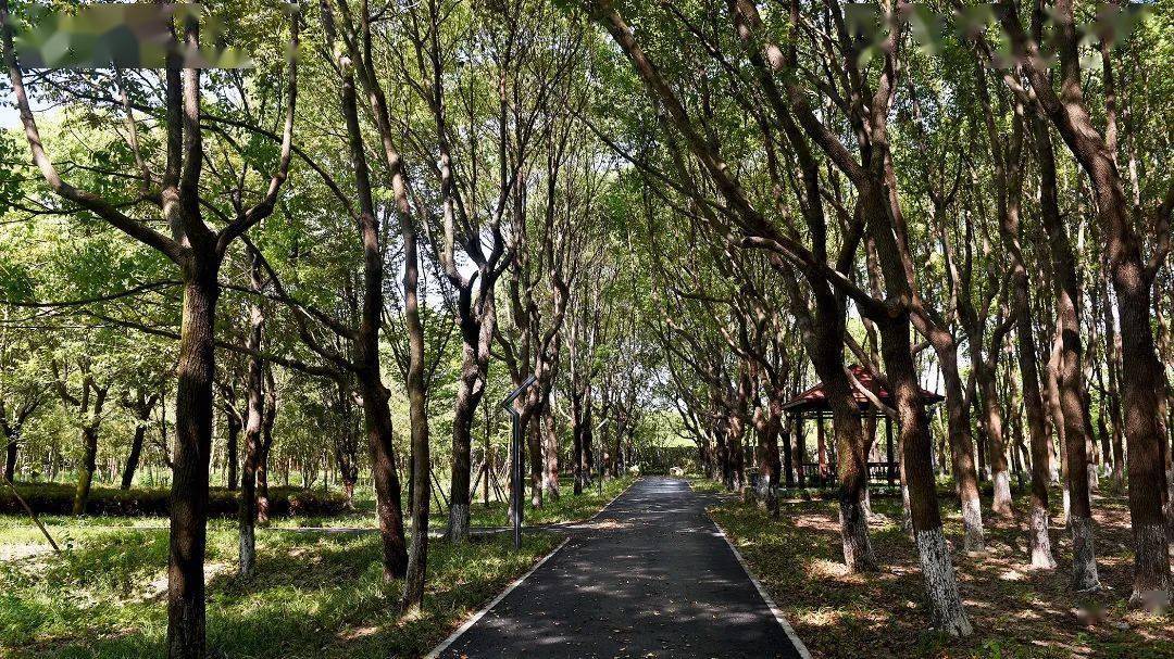深具"网红"潜质,就在徐泾这个地方_公园_沙林_林地
