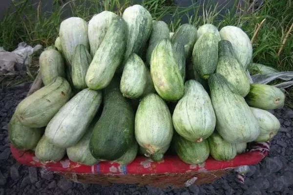 特产早知道:潘集酥瓜_调研_口感_种植