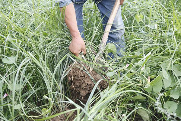石嘴山市油莎草漂洋过海落户惠农_种植_农业_王得