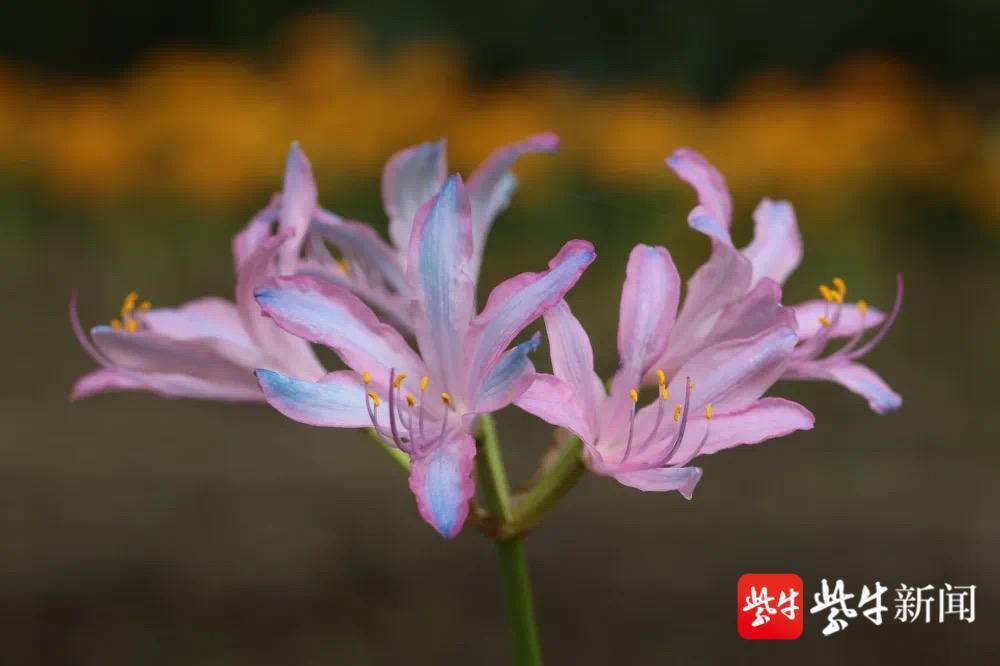 花花“视”界|明艳的忽地笑、粉中嵌蓝的换锦花……石蒜赏花季来了！
