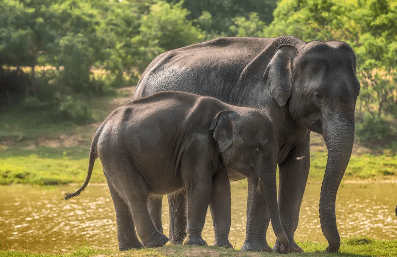 泰国一头大象突然发狂:用象牙杀死主人,还把他的身体撕裂成两半_冲突