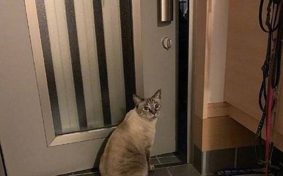 日本强台风来袭,橘猫带被锁门外的狸花猫进屋避难_猫咪_天气_什么