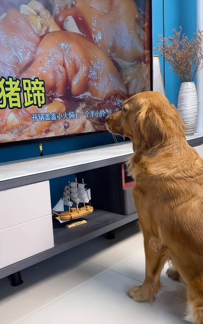 金毛翠花:全网"最像人"的狗子,为了吃到猪肉每天操碎了心_主人_网友