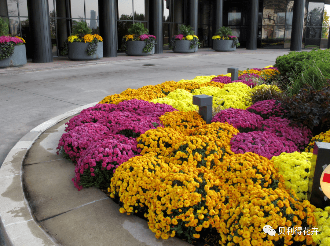 【花园植物】秋意渐浓 花园菊品种生产及景观应用_贝利得_自然_花卉