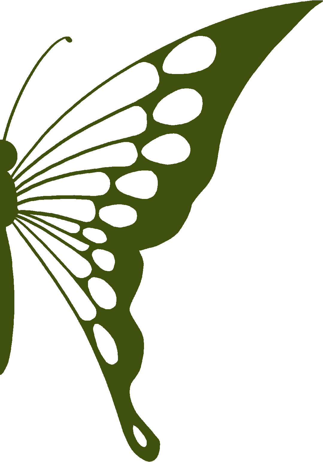 "蝶中皇后"首次在龙岩被发现!就在……_朱裕森_凤蝶_蝴蝶