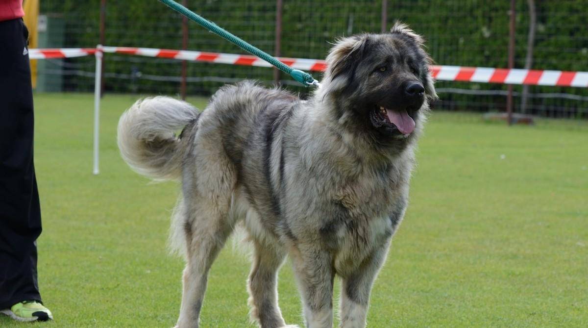 最护主 的8种狗 一生只认一个主人 第一名属于中国 Top 马犬 能力