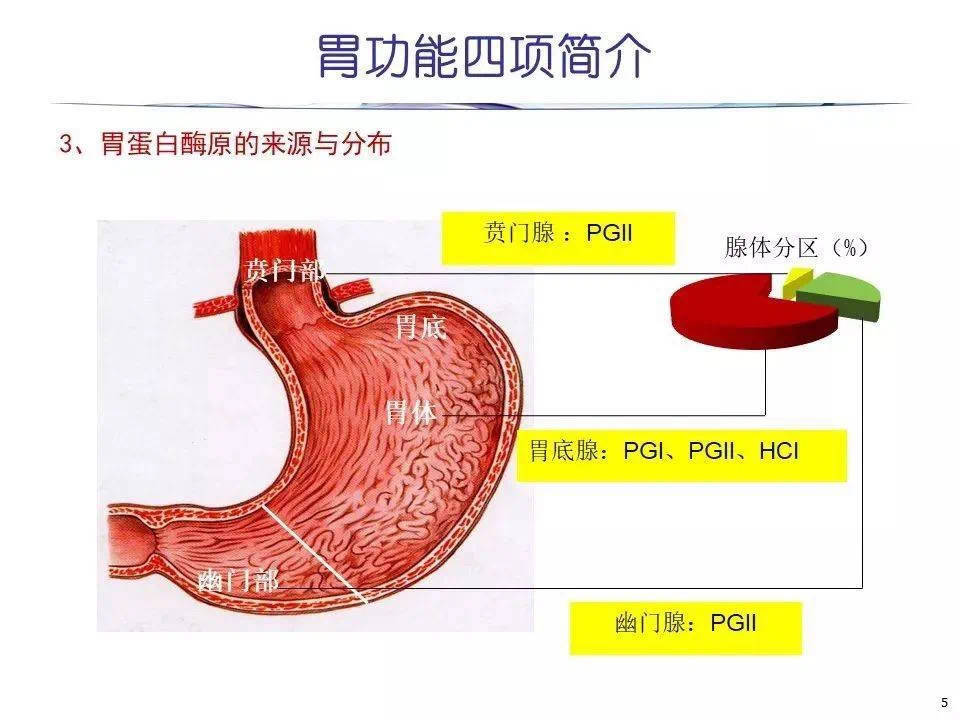 胃窦作用图片
