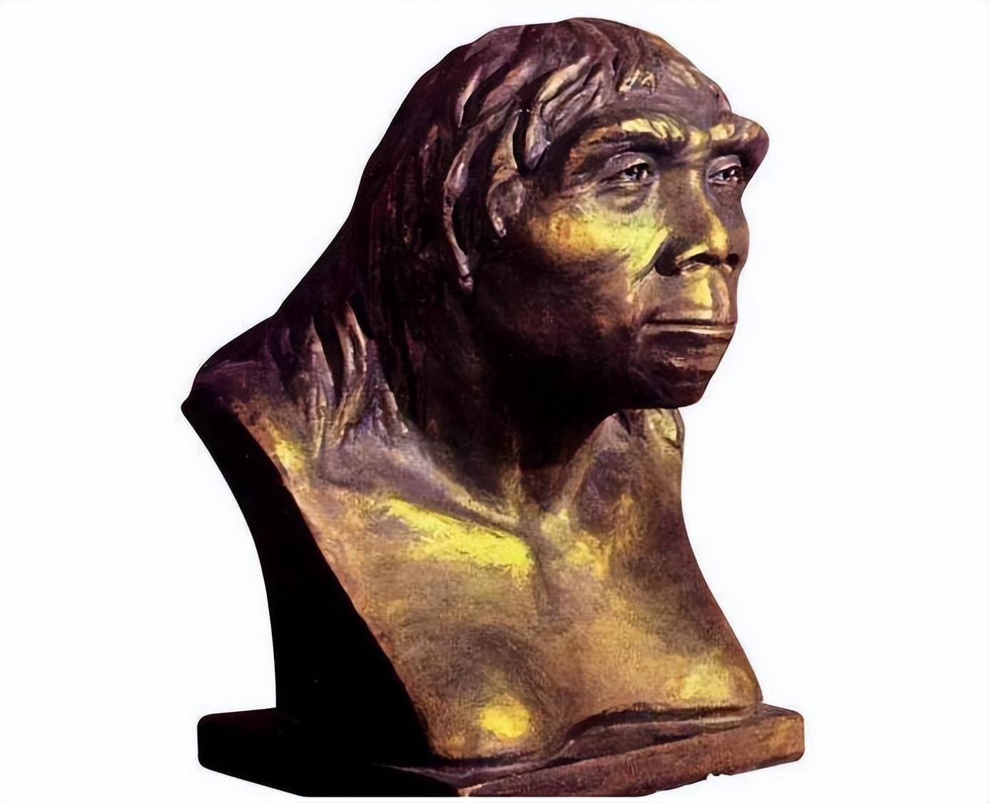 北京人头骨还原图文史君说中华历史上有几次文化浩劫,一次是焚书坑儒