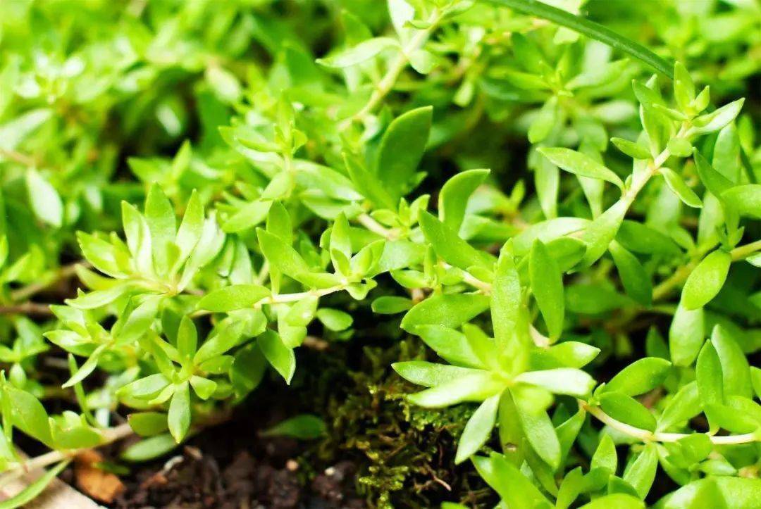 一种在河边疯狂生长的野草,挖回家养在盆里,却大变