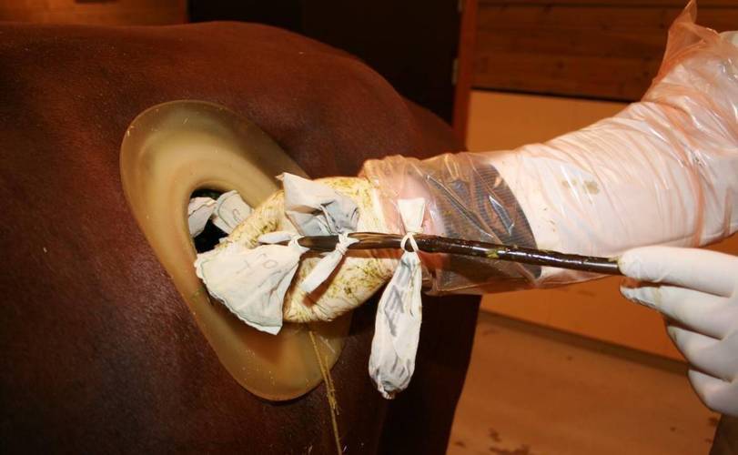 做了这种手术被插管的牛,被叫做"瘘管牛".