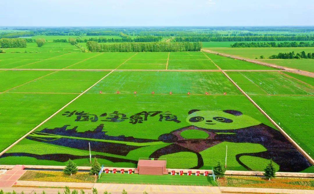 开启"稻"梦空间之旅!_农业_稻田_绥滨农场