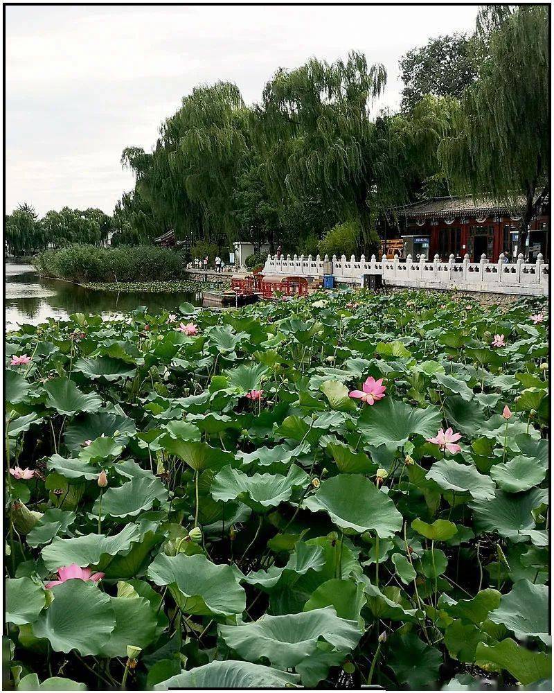 处暑日,西海荷花依然别样红_摄影_什刹海_黄秋英