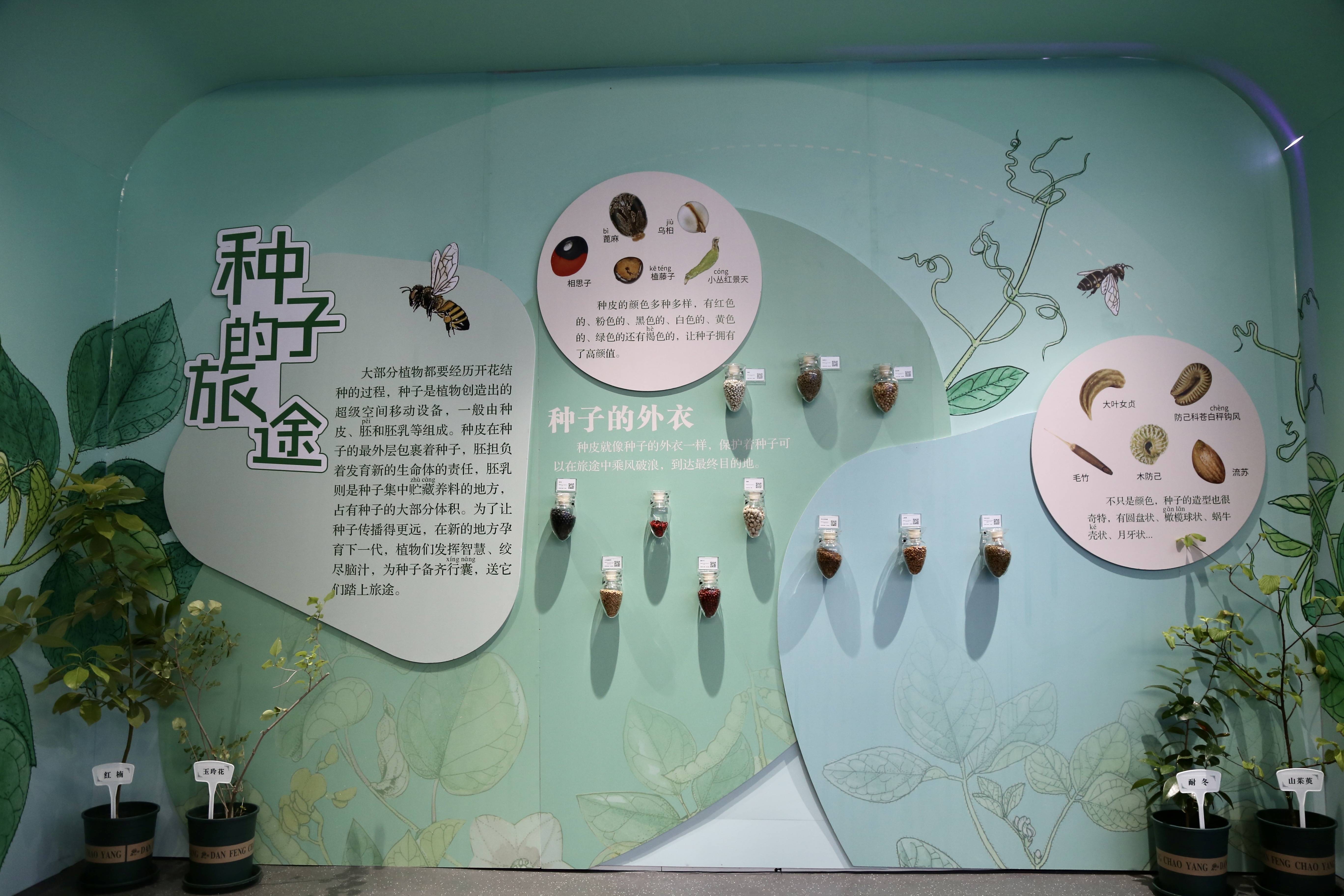 探寻种子的传奇生命 山东博物馆"粒程~林草种质资源科普展"开展_标本