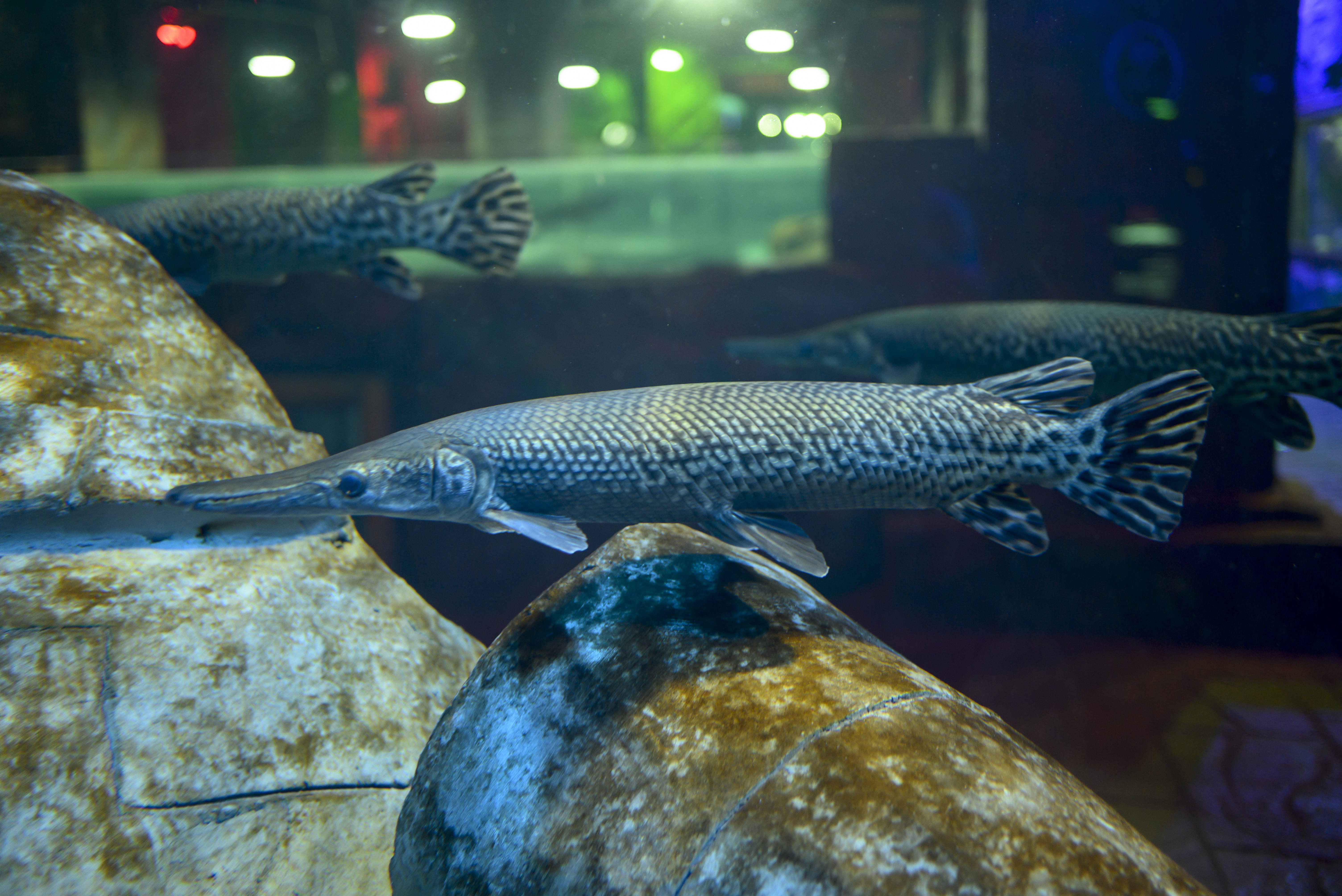 河南汝州抽干湖水也要捞的“怪鱼”，能在北方越冬吗？