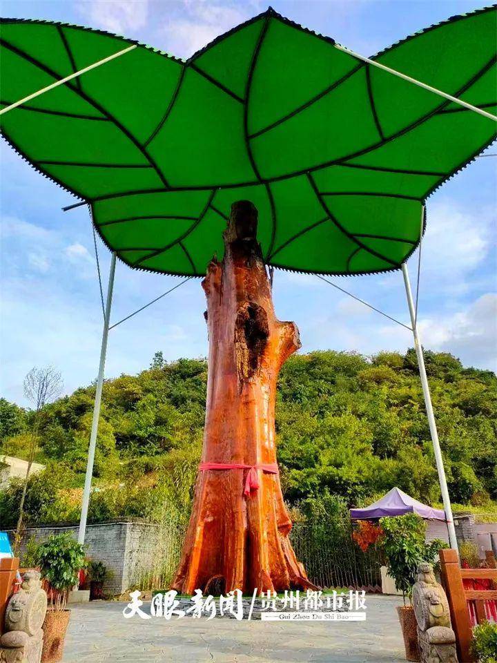 树龄4300年、高13米、重16吨，花溪这个地方藏着世界最大金丝楠木王