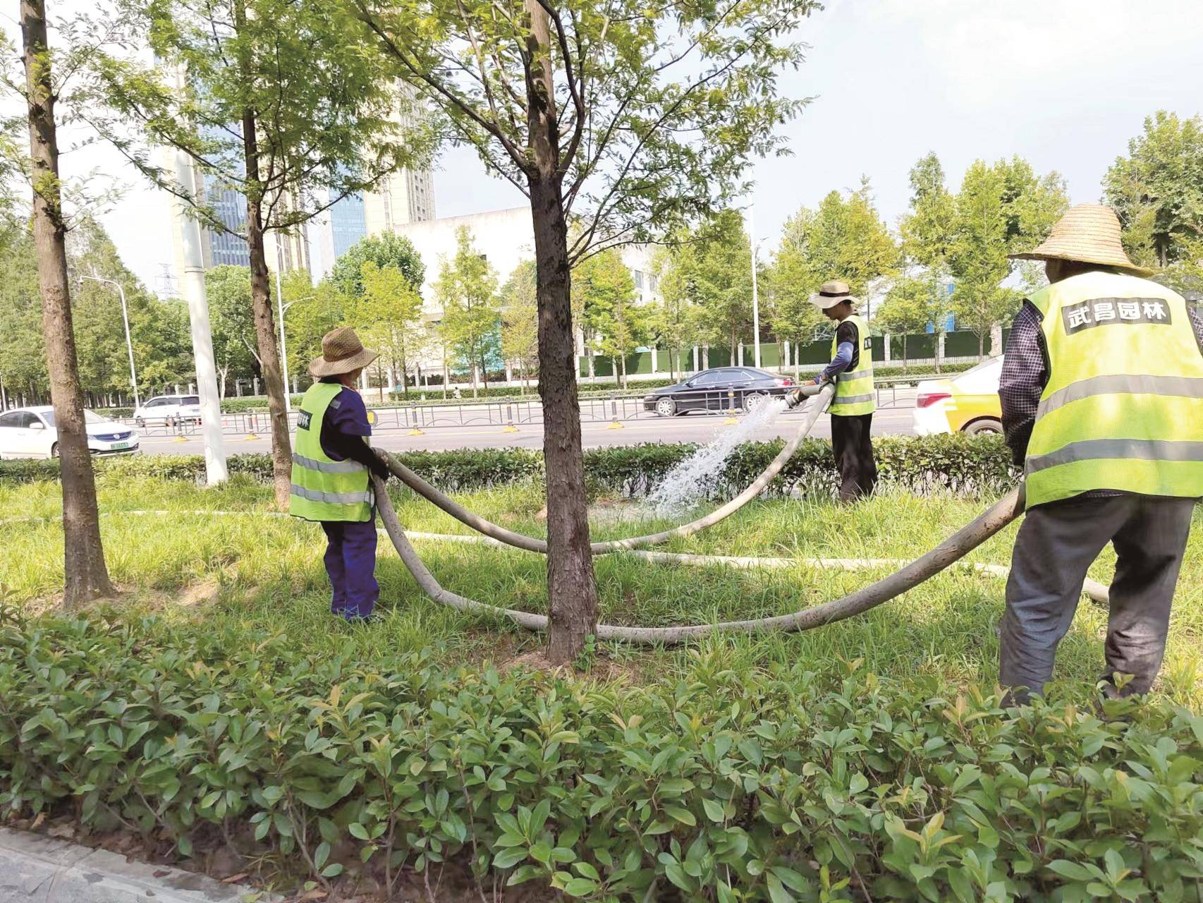 滴灌浇灌漫灌各种灌饱 园林师傅各式武艺帮苗木解渴!江城道路和公园一天“喝”水10万吨_抗旱_植物_李俊